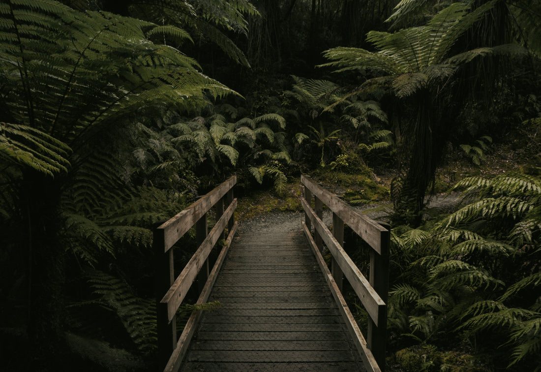 Camping in Lamington National Park – Near Brisbane: Complete Guide with Activities and Tips