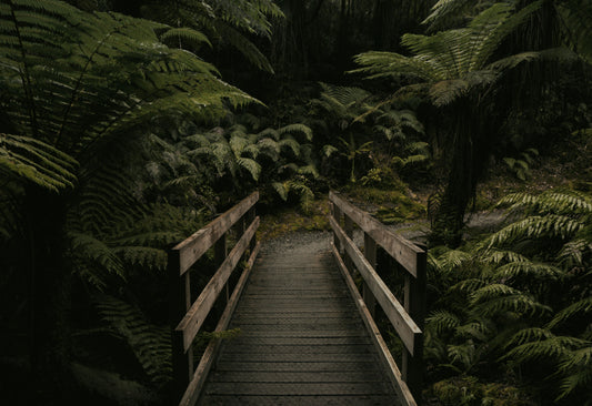 Camping in Lamington National Park – Near Brisbane: Complete Guide with Activities and Tips